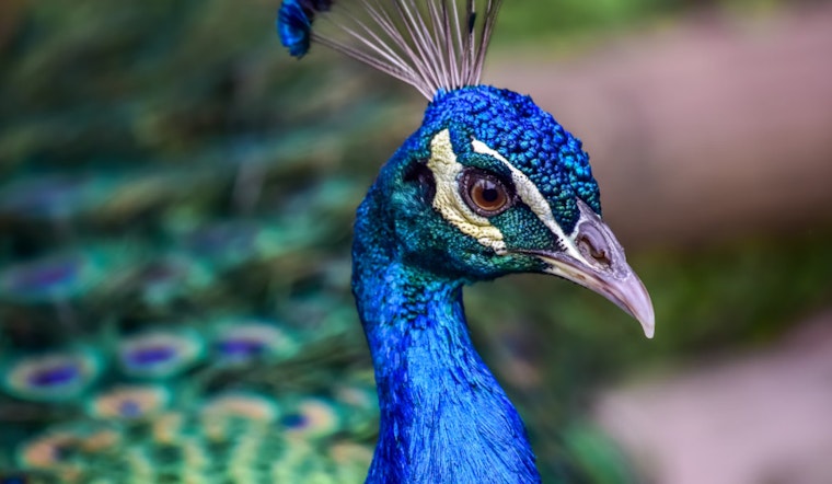 San Antonio Considers Sanctuary Status to Protect Peafowl, with Potential $500 Fine for Harm