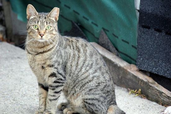 San Antonio Ramps Up Sterilization Efforts to Tackle Feral Cat Surge