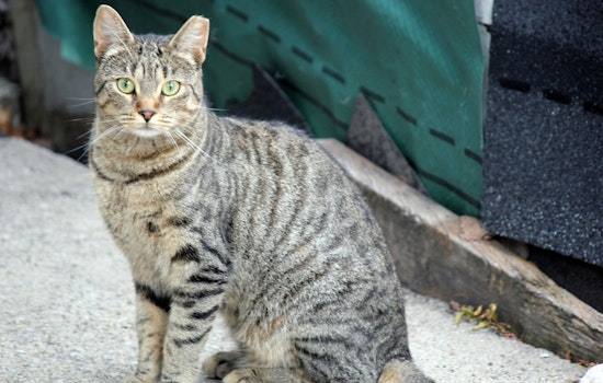 San Antonio Ramps Up Sterilization Efforts to Tackle Feral Cat Surge