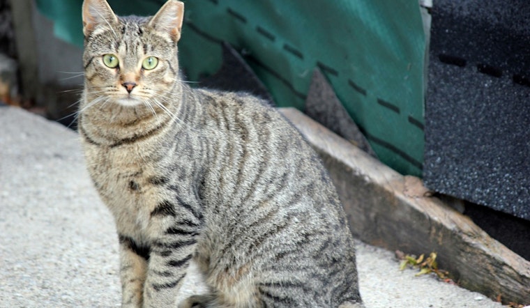 San Antonio Ramps Up Sterilization Efforts to Tackle Feral Cat Surge
