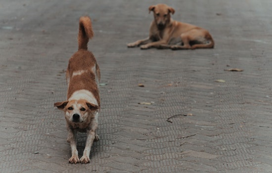 San Antonio Scrutinizes Pet Population Policy as Nearly 4,800 Unsterilized Animals Risk Return to Streets