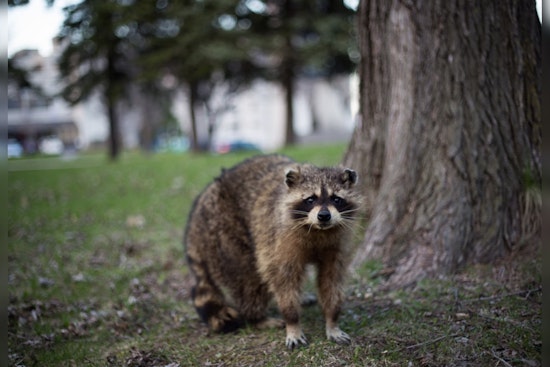 San Antonio's Urban Expansion Leads to More Wildlife Encounters, Endangering Local Species