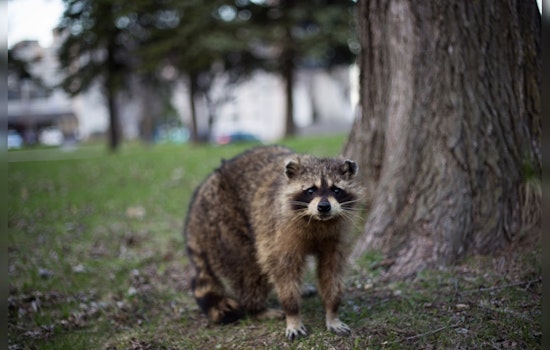 San Antonio's Urban Expansion Leads to More Wildlife Encounters, Endangering Local Species