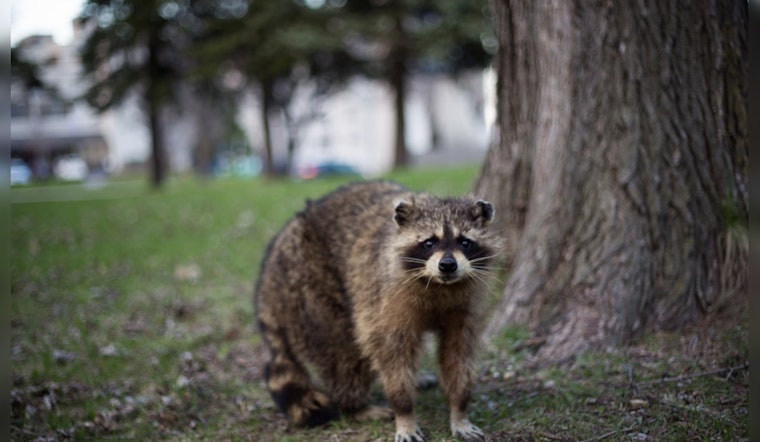 San Antonio's Urban Expansion Leads to More Wildlife Encounters, Endangering Local Species