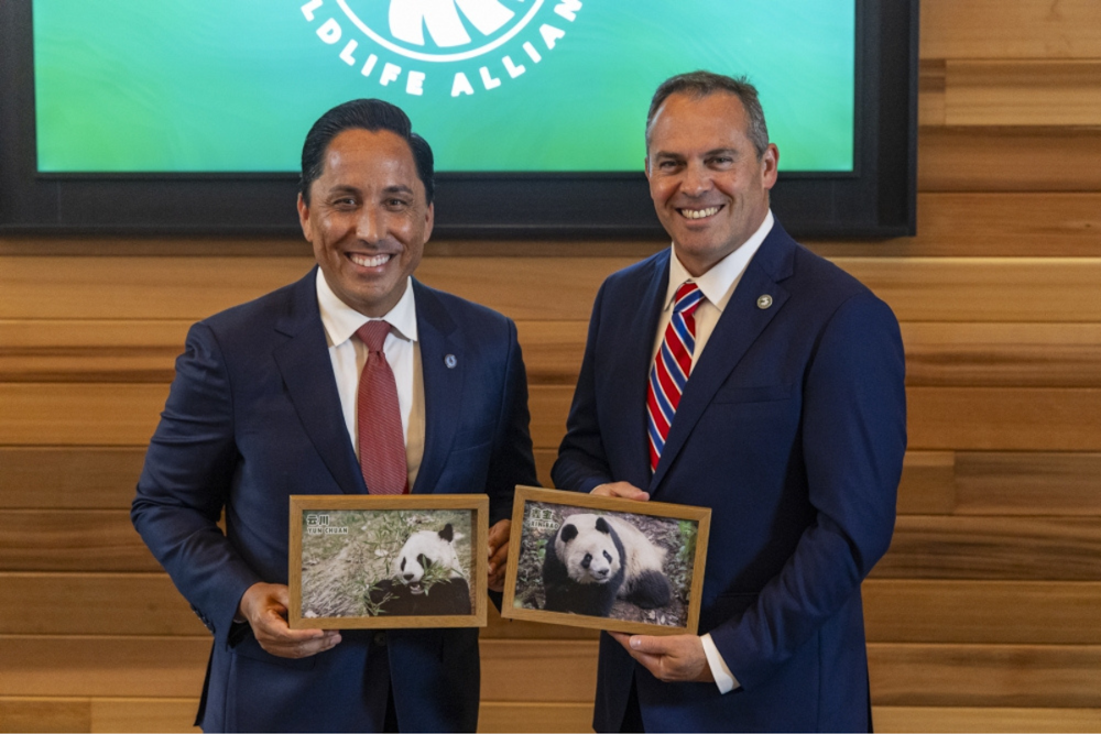 San Diego and San Francisco Mayors Secure Giant Panda Arrivals, Symbolizing US-China Conservation and Cultural Ties