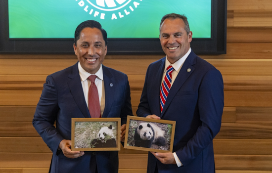 San Diego and San Francisco Mayors Secure Giant Panda Arrivals, Symbolizing US-China Conservation and Cultural Ties
