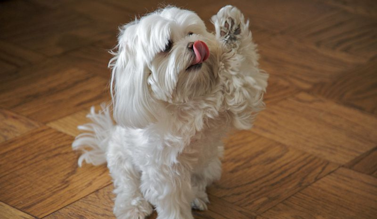 San Diego Humane Society Offers Free Microchipping Before July Fourth to Help Keep Pets Safe