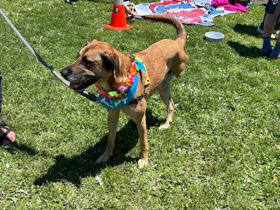 San Francisco's Tri-Pawed Picnic Unleashes Joy with Record-Breaking Gathering of Three-Legged Dogs