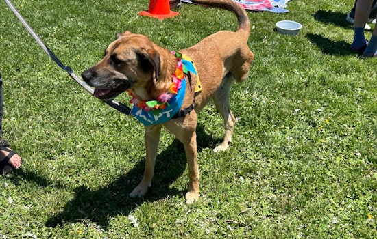 San Francisco's Tri-Pawed Picnic Unleashes Joy with Record-Breaking Gathering of Three-Legged Dogs