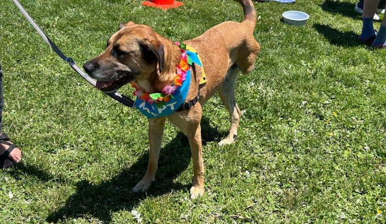 San Francisco's Tri-Pawed Picnic Unleashes Joy with Record-Breaking Gathering of Three-Legged Dogs