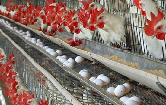 San Mateo County Supports Poultry and Dairy Workers with PPE Amid Bird Flu Concerns