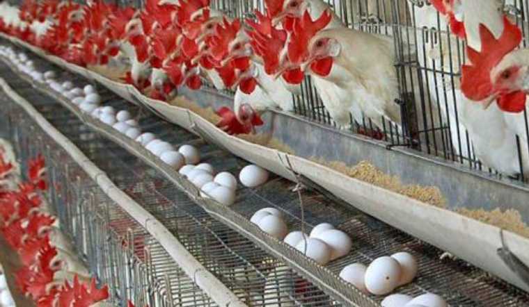 San Mateo County Supports Poultry and Dairy Workers with PPE Amid Bird Flu Concerns