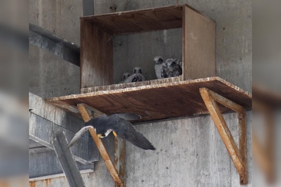 Seattle's Urban Raptors Thrive as SDOT and Conservationists Collaborate for Peregrine Falcon Recovery