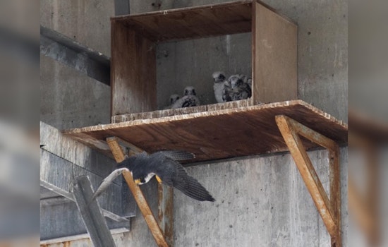 Seattle's Urban Raptors Thrive as SDOT and Conservationists Collaborate for Peregrine Falcon Recovery