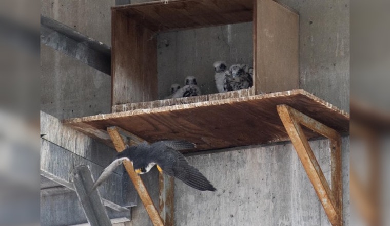 Seattle's Urban Raptors Thrive as SDOT and Conservationists