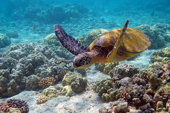 SeaWorld San Diego Celebrates World Sea Turtle Day with Educational and Fun Activities