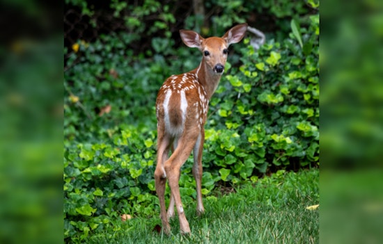 Second Case of Chronic Wasting Disease Detected in Sutton County's Deer Breeding Facilities, Texas on Alert