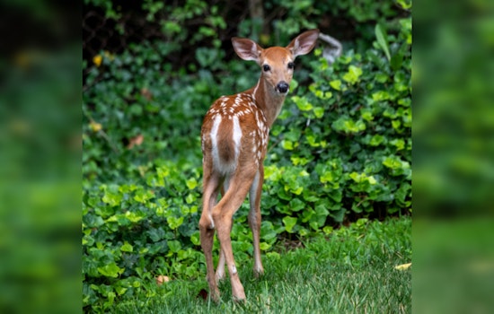 Second Case of Chronic Wasting Disease Detected in Sutton County's Deer Breeding Facilities, Texas on Alert