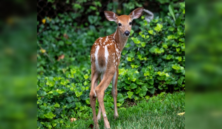 Second Case of Chronic Wasting Disease Detected in Sutton County's Deer Breeding Facilities, Texas on Alert