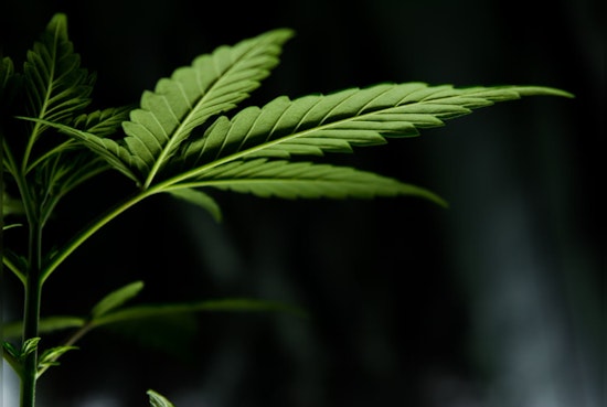 Sharp Rise in Cannabis Edible Exposure Among Illinois Children, McHenry County Responds with Health Warnings
