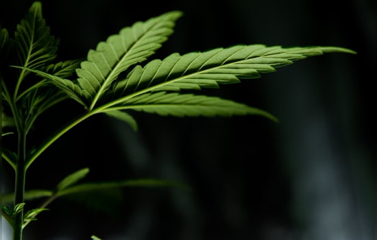 Sharp Rise in Cannabis Edible Exposure Among Illinois Children, McHenry County Responds with Health Warnings
