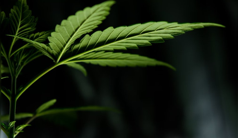 Sharp Rise in Cannabis Edible Exposure Among Illinois Children, McHenry County Responds with Health Warnings