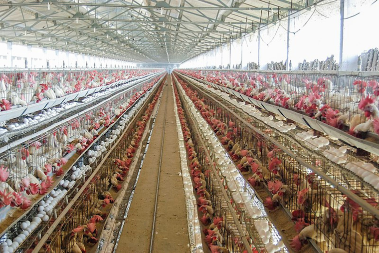 Sonoma County Lifts Avian Flu Emergency, Poultry Farmers Begin Recovery Journey