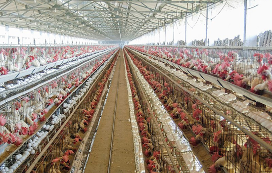 Sonoma County Lifts Avian Flu Emergency, Poultry Farmers Begin Recovery Journey