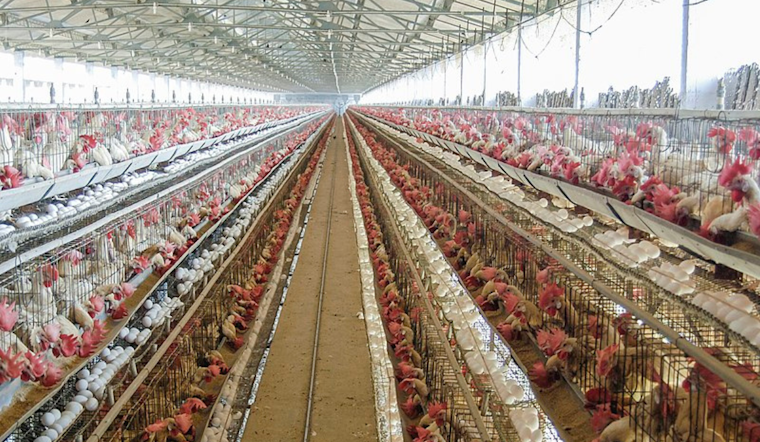 Sonoma County Lifts Avian Flu Emergency, Poultry Farmers Begin Recovery Journey