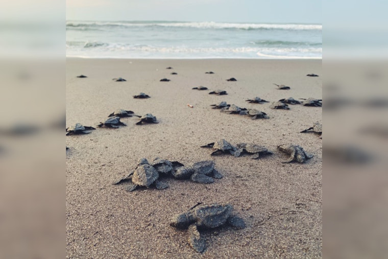 South Padre's Sea Turtle Inc. Races Against Tropical Storm to Save Endangered Sea Turtle Nests