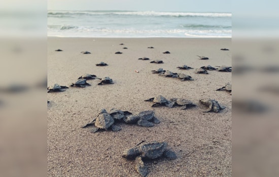 South Padre's Sea Turtle Inc. Races Against Tropical Storm to Save Endangered Sea Turtle Nests