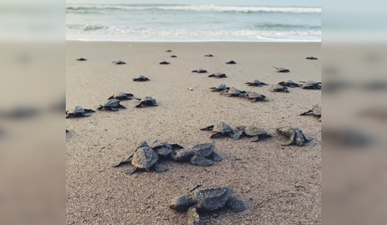 South Padre's Sea Turtle Inc. Races Against Tropical Storm to Save Endangered Sea Turtle Nests