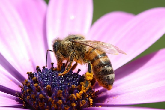 St. Louis Park Invites Residents to Cultivate Pollinator Gardens for Ecosystem Health
