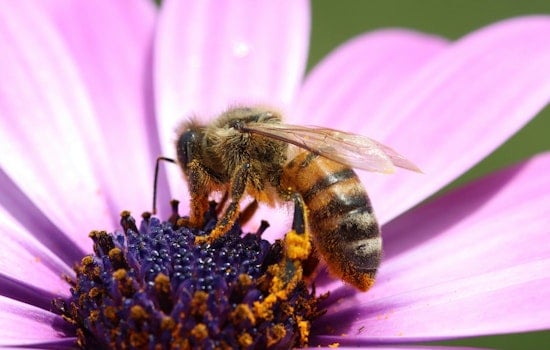 St. Louis Park Invites Residents to Cultivate Pollinator Gardens for Ecosystem Health