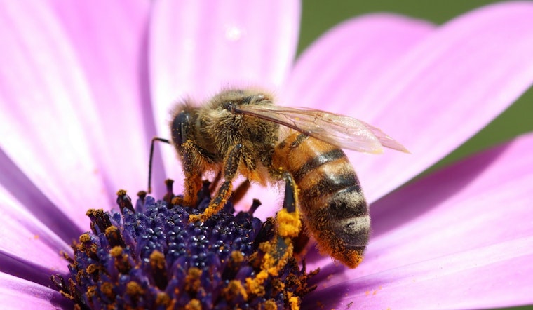 St. Louis Park Invites Residents to Cultivate Pollinator Gardens for Ecosystem Health