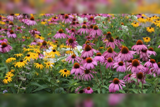 St. Louis Park Launches 2024 Native Plant Sale to Boost Local Pollinators