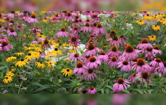 St. Louis Park Launches 2024 Native Plant Sale to Boost Local Pollinators