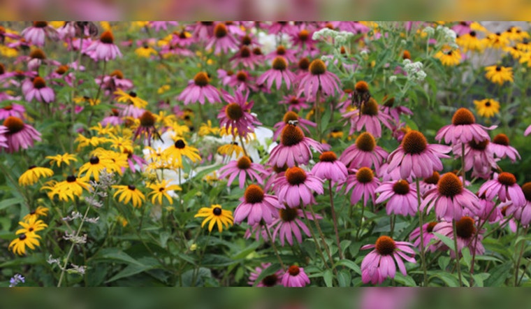 St. Louis Park Launches 2024 Native Plant Sale to Boost Local Pollinators