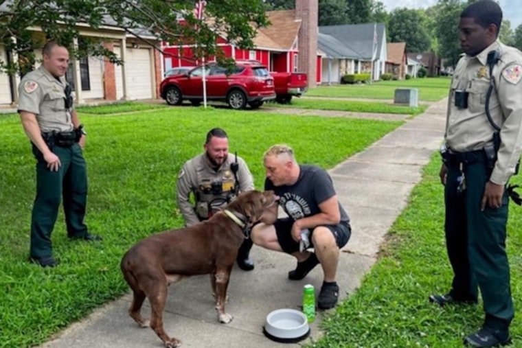 Stolen Dog Hershey Safely Returned After Memphis Carjacking, Police Continue Search for Suspects