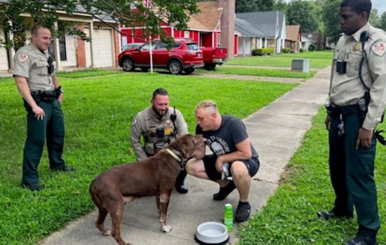 Stolen Dog Hershey Safely Returned After Memphis Carjacking, Police Continue Search for Suspects