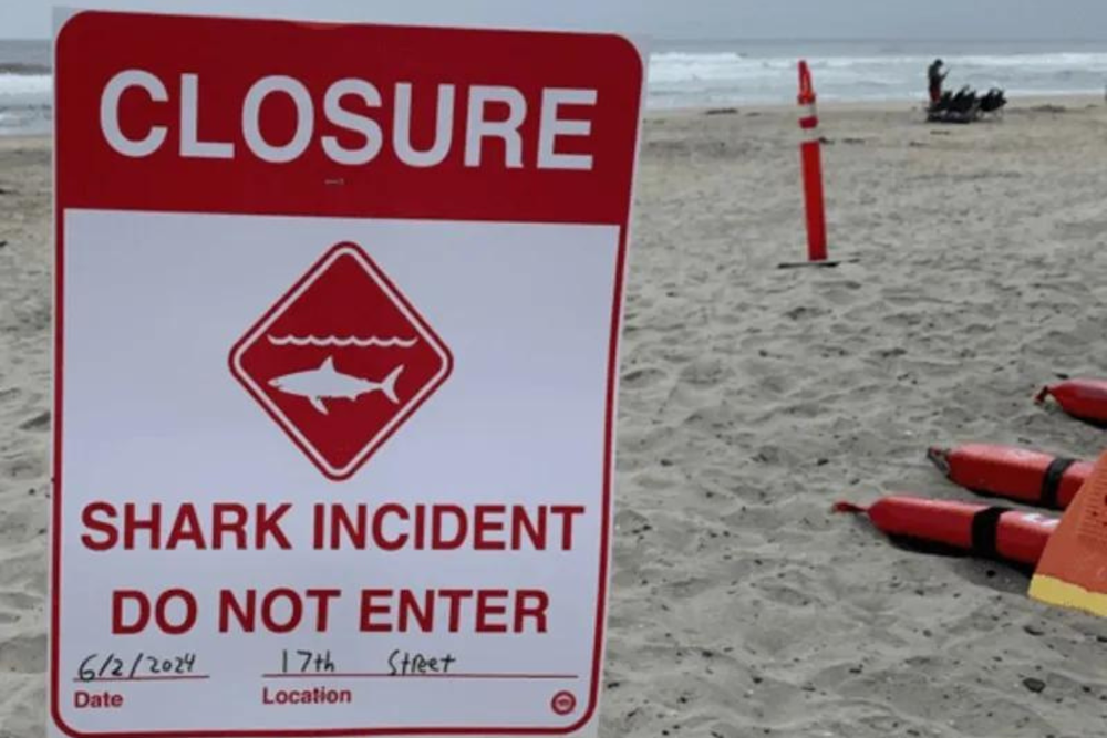 Swimmer Survives Shark Attack off Del Mar Coast, Beaches Closed as San Diego Locals on Alert