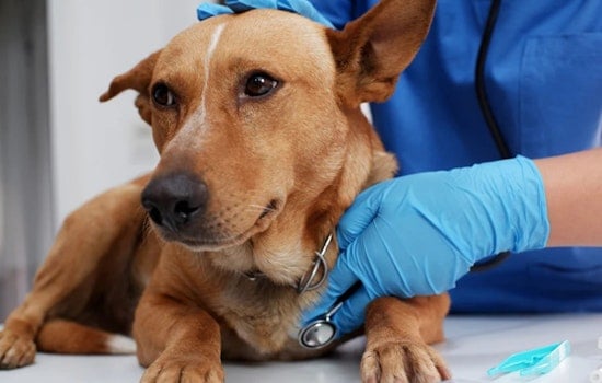Tampa's Pet Resource Center Closes Temporarily Amid Canine Influenza Outbreak