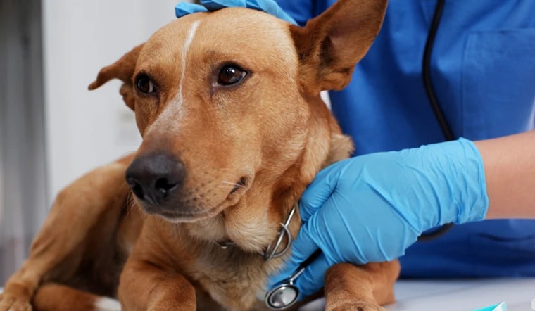 Tampa's Pet Resource Center Closes Temporarily Amid Canine Influenza Outbreak