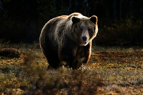 Tennessee Wildlife Management Area 2024 Quota Hunts, Application Period Opens June 12