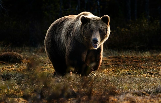 Tennessee Wildlife Management Area 2024 Quota Hunts, Application Period Opens June 12