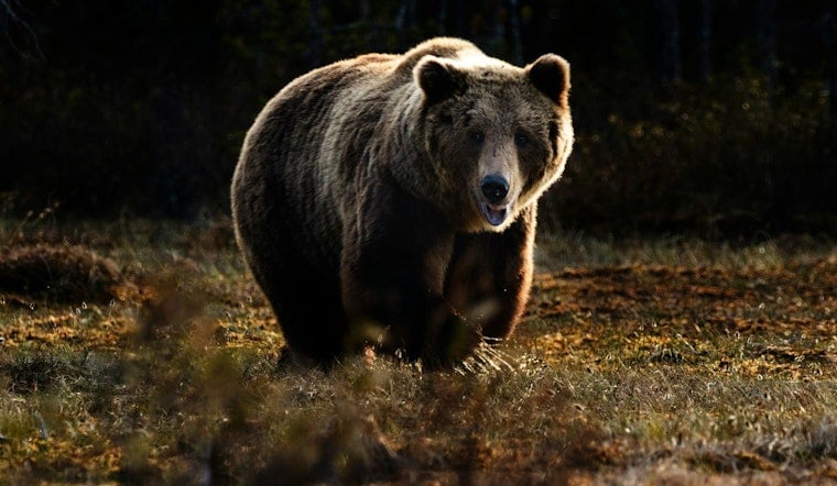 Tennessee Wildlife Management Area 2024 Quota Hunts, Application Period Opens June 12