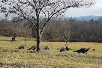 Tennessee Wildlife Resources Agency Seeks Public Aid for Summer Wild Turkey Survey