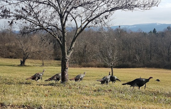 Tennessee Wildlife Resources Agency Seeks Public Aid for Summer Wild Turkey Survey