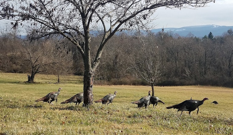Tennessee Wildlife Resources Agency Seeks Public Aid for Summer Wild Turkey Survey