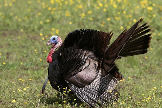 Tennessee's 2024 Spring Turkey Season Sees Minor Harvest Decline, TWRA Reports
